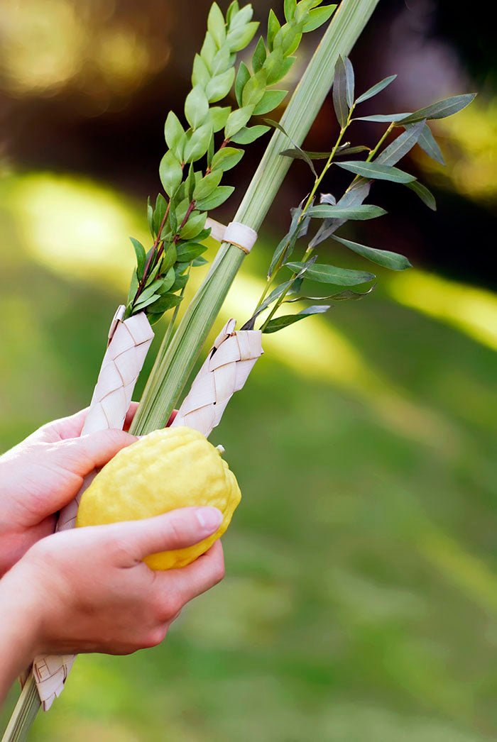 Lulav and Etrog Set Moroccan